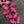 V-Day Tiny Booper (Set)